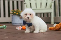 Oliver, a male Bichon Frise for sale in Baltic, OH – 2 of 7