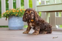 Nash, a male Cocker Spaniel for sale in Baltic, OH – 2 of 6