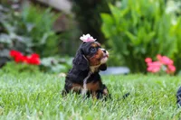 Sophia, a female Cavalier King Charles Spaniel for sale in Baltic, OH – 6 of 7