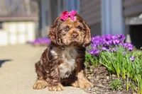 Ruby, a female Cocker Spaniel for sale in Baltic, OH – Photo 1 of 5