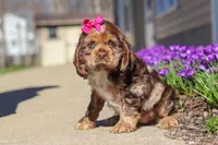 Ruby, a female Cocker Spaniel for sale in Baltic, OH – Photo 4 of 5