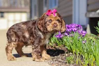 Ruby, a female Cocker Spaniel for sale in Baltic, OH – Photo 3 of 5