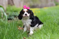 Clover, a female Cavalier King Charles Spaniel for sale in Baltic, OH – Photo 3 of 10
