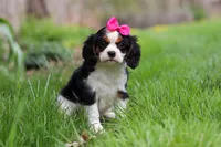 Clover, a female Cavalier King Charles Spaniel for sale in Baltic, OH – Photo 5 of 10