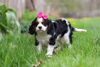 Clover, a female Cavalier King Charles Spaniel for sale in Baltic, OH – Photo 9 of 10