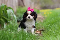 Clover, a female Cavalier King Charles Spaniel for sale in Baltic, OH – Photo 8 of 10