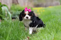 Clover, a female Cavalier King Charles Spaniel for sale in Baltic, OH – Photo 6 of 10