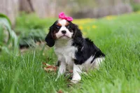 Clover, a female Cavalier King Charles Spaniel for sale in Baltic, OH – Photo 2 of 10