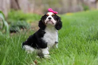Clover, a female Cavalier King Charles Spaniel for sale in Baltic, OH – Photo 4 of 10