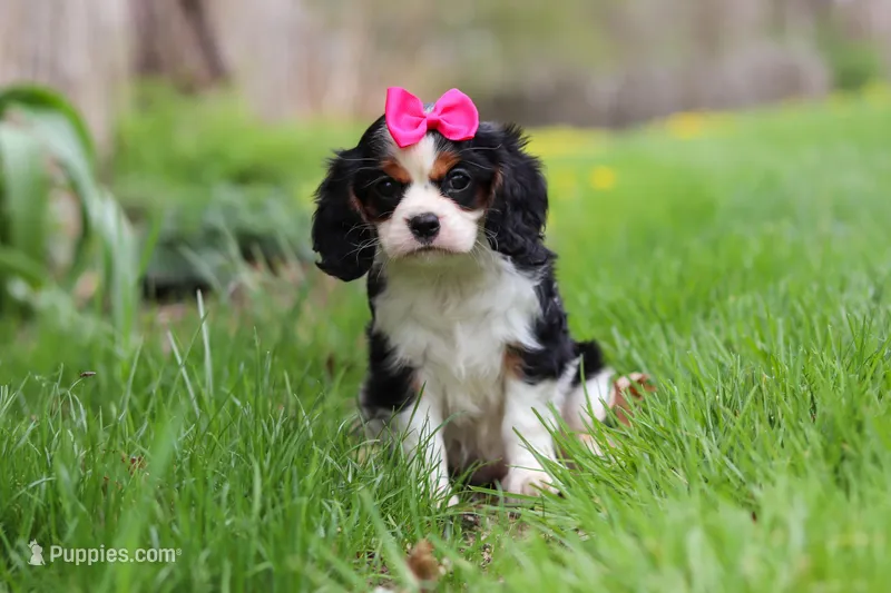 Clover – Cavalier King Charles Spaniel puppy for sale in Baltic, OH