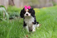 Clover, a female Cavalier King Charles Spaniel for sale in Baltic, OH – Photo 1 of 10