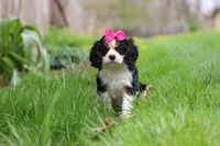 Clover, a female Cavalier King Charles Spaniel for sale in Baltic, OH – Photo 10 of 10