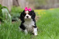 Clover, a female Cavalier King Charles Spaniel for sale in Baltic, OH – Photo 7 of 10