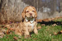 Ozzy, a male Cocker Spaniel for sale in Baltic, OH – Photo 5 of 8