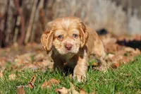 Ozzy, a male Cocker Spaniel for sale in Baltic, OH – Photo 8 of 8