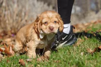 Ozzy, a male Cocker Spaniel for sale in Baltic, OH – Photo 7 of 8