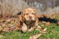 Ozzy, a male Cocker Spaniel for sale in Baltic, OH – Photo 2 of 8