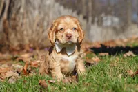Ozzy, a male Cocker Spaniel for sale in Baltic, OH – Photo 6 of 8