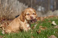 Ozzy, a male Cocker Spaniel for sale in Baltic, OH – Photo 3 of 8