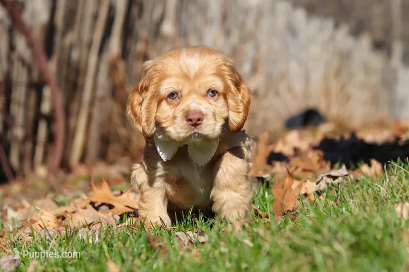 Ozzy – Cocker Spaniel puppy for sale in Baltic, OH