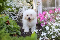 Nala, a female Bichon Frise for sale in Baltic, OH – 2 of 6