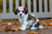 Bella, a female Cavachon for sale in Baltic, OH – 3 of 9