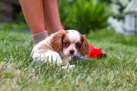 Finley, a female Cavalier King Charles Spaniel for sale in Baltic, OH – 8 of 9