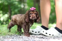 Thea, a female Cocker Spaniel for sale in Baltic, OH – 3 of 9
