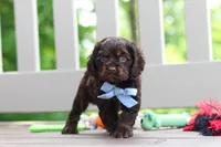 Charlie, a male Cocker Spaniel for sale in Baltic, OH – 1 of 9