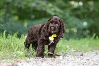Leo, a male Cocker Spaniel for sale in Baltic, OH – 5 of 6