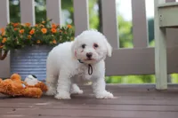 Koda, a male Bichon Frise for sale in Baltic, OH – 1 of 5