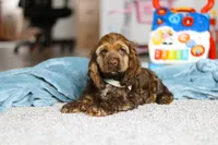 Jettson, a male Cocker Spaniel for sale in Baltic, OH – Photo 5 of 5