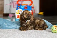 Jettson, a male Cocker Spaniel for sale in Baltic, OH – Photo 3 of 5
