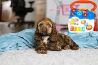 Jettson, a male Cocker Spaniel for sale in Baltic, OH – Photo 4 of 5