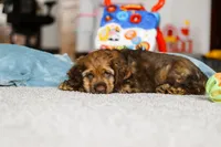 Jettson, a male Cocker Spaniel for sale in Baltic, OH – Photo 1 of 5