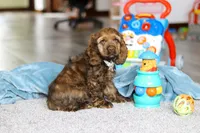 Jettson, a male Cocker Spaniel for sale in Baltic, OH – Photo 2 of 5
