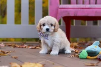 Cooper, a male Cavachon for sale in Baltic, OH – 4 of 6