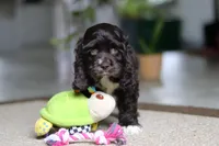 Oscar, a male Cocker Spaniel for sale in Baltic, OH – Photo 2 of 5
