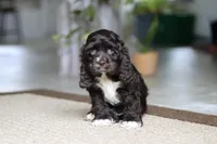 Oscar, a male Cocker Spaniel for sale in Baltic, OH – Photo 5 of 5