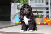 Oscar, a male Cocker Spaniel for sale in Baltic, OH – 5 of 5