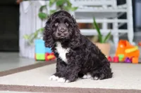 Oscar, a male Cocker Spaniel for sale in Baltic, OH – 2 of 5