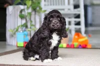 Oscar, a male Cocker Spaniel for sale in Baltic, OH – 3 of 5