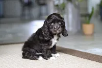 Oscar, a male Cocker Spaniel for sale in Baltic, OH – Photo 4 of 5