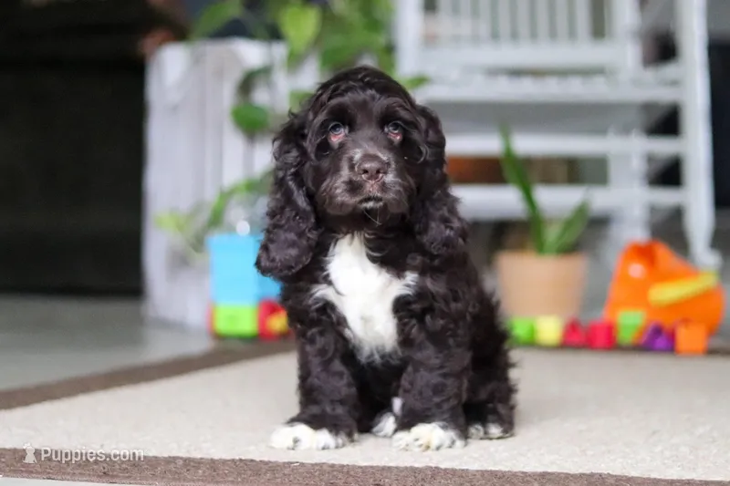 Oscar – Cocker Spaniel puppy for sale in Baltic, OH