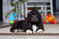 Oscar, a male Cocker Spaniel for sale in Baltic, OH – 4 of 5