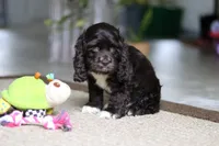 Oscar, a male Cocker Spaniel for sale in Baltic, OH – Photo 3 of 5