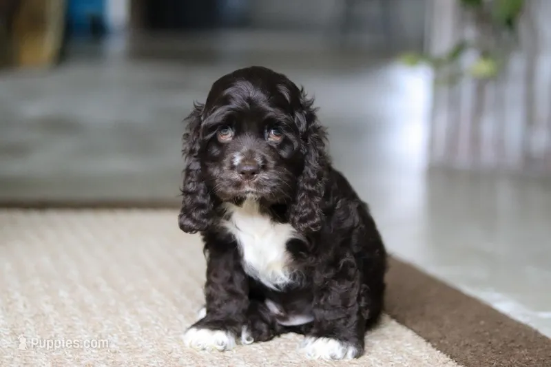 Oscar – Cocker Spaniel puppy for sale in Baltic, OH