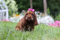 Daisy, a female Cocker Spaniel for sale in Baltic, OH – 3 of 7