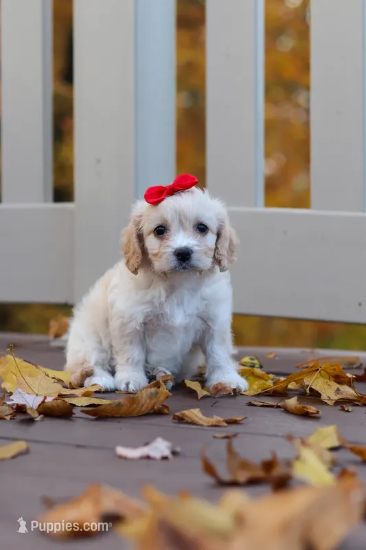 Sadie – Cavachon puppy for sale in Baltic, OH