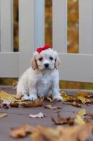 Sadie, a female Cavachon for sale in Baltic, OH – 1 of 8